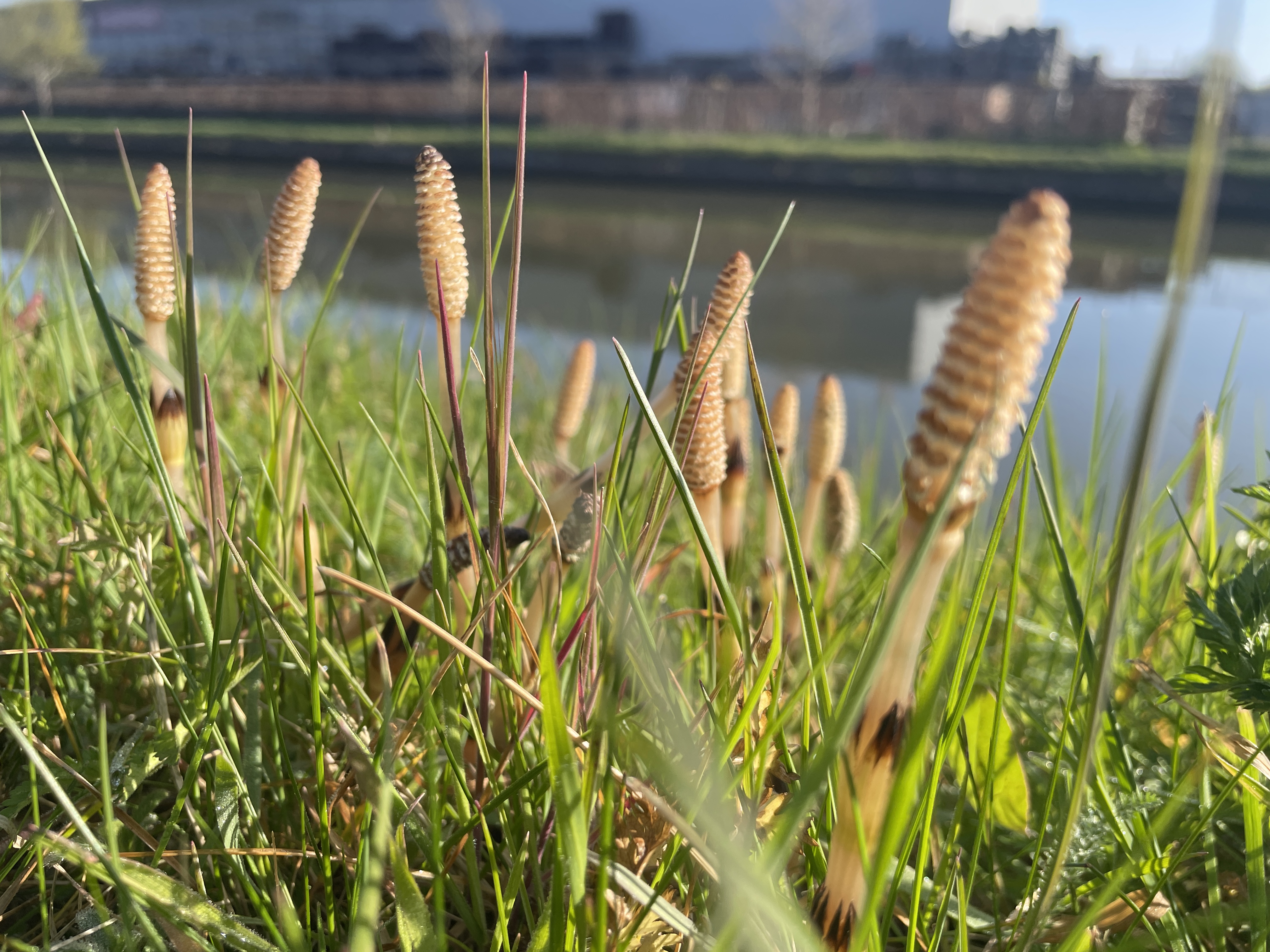 Equisetum